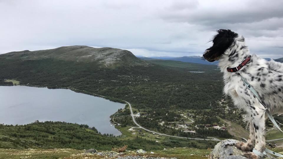 Semesterbostad Lemonsjoen-jotunheimen-besseggen Stuttgongfossen